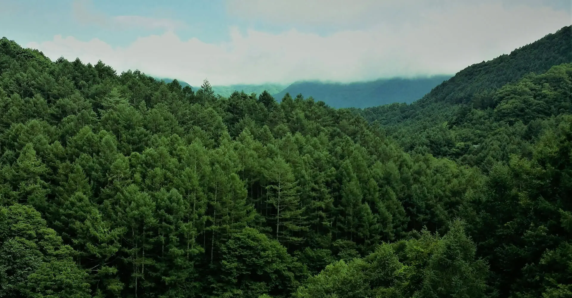 A view of some trees in the mountains.